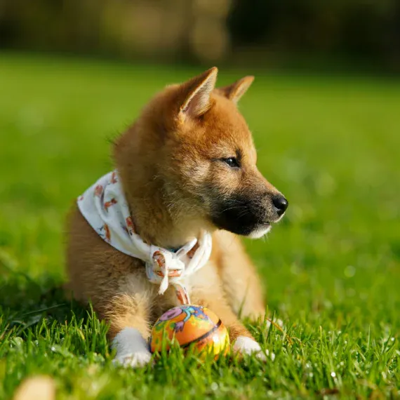 PuppySpot — lifestyle