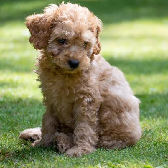PuppySpot — product detail