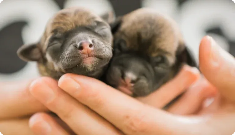 PuppySpot: The Smartest Way to Bring a Puppy Home for the Holidays