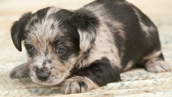 PuppySpot: A puppy to your door